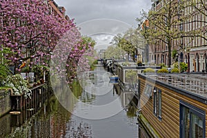 Cherry trees blooming in Amsterdam