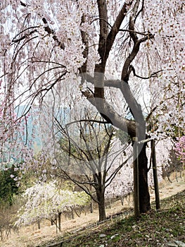 Cherry trees blooming in the mountains of Shikoku island