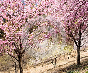 Cherry trees blooming in the mountains of Shikoku island