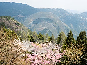 Cherry trees blooming in the mountains of Shikoku island