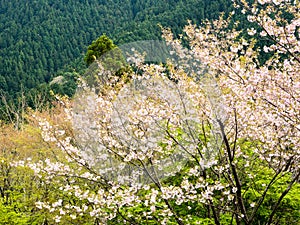 Cherry trees blooming in the mountains of Shikoku island