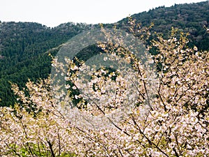 Cherry trees blooming in the mountains of Shikoku island
