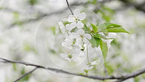 Cherry trees blooming in spring