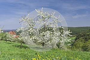 Cherry trees blossom