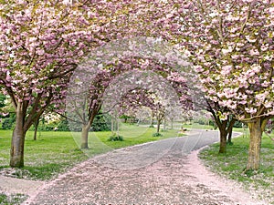 Cherry Trees in Blossom