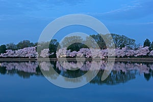 Cherry trees in blossom around Tidal Basin, Washington DC