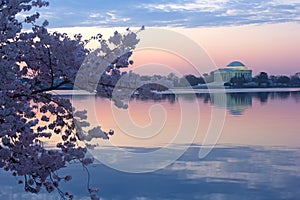 Cherry trees in blossom around Tidal Basin, Washington DC