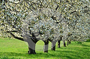Cherry trees