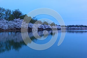 Cherry trees blossom at its peak around Tidal Basin at sunrise in Washington DC, USA.