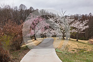 Cherry Trees Blossom in Northern Virginia Regional Park