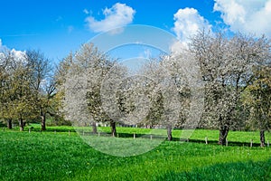 Cherry trees in blossom at springtime