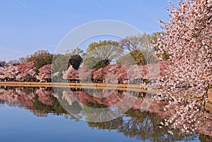 Cherry trees blossoming season around Tidal Basin in Washington DC, USA.