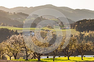 Cherry trees in fields and hills in Neumark im Muehlkreis