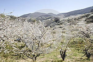 Cherry trees flowering in Valle del Jerte, Caceres, Spain