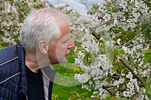Cherry trees in full bloom in Germany. Farmer inspecting the orchard.