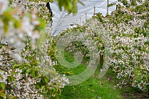 Cherry trees in full bloom in Germany. Orchard covered by a protection net.