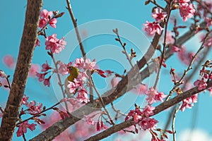 Cherry trees in full bloom on a tree-lined avenue and bird eat nectar from pollen with a sky in the spring background
