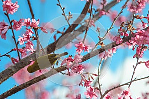 Cherry trees in full bloom on a tree-lined avenue and bird eat nectar from pollen with a sky in the spring background