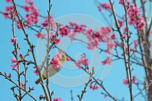 Cherry trees in full bloom on a tree-lined avenue and bird eat nectar from pollen with a sky in the spring background