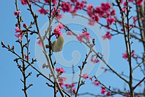 Cherry trees in full bloom on a tree-lined avenue and bird eat nectar from pollen with a sky in the spring background