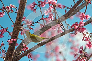 Cherry trees in full bloom on a tree-lined avenue and bird eat nectar from pollen with a sky in the spring background