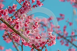 Cherry trees in full bloom on a tree-lined avenue with a sky in the spring background