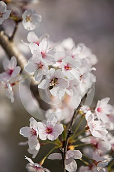 Cherry trees in full bloom are visited by industrious bees