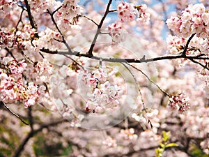 Cherry trees in full blossom