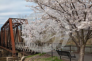 Cherry trees in full spring bloom at Hazel Ruby McQuain Park in Morgantown West Virginia