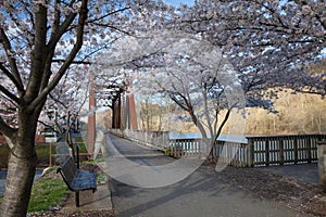 Cherry trees in full spring bloom at Hazel Ruby McQuain Park in Morgantown West Virginia