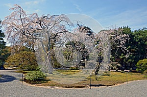 Cherry Trees at the garden of Kyoto Imperial Palace
