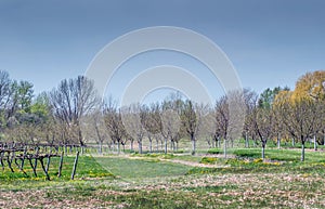 Cherry trees and grape vines