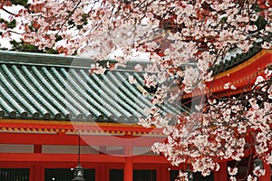 Cherry trees of Heian-jingu sh photo
