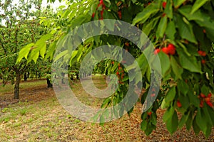 Cherry trees in Menerbes