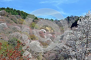 Cherry trees at Mt. Yoshino