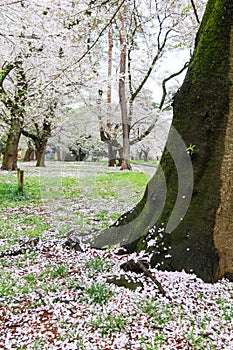 Cherry trees at Omiya Park,Saitama,Japan in spring.With sakurafubuki and cherry blossom petals on the ground.