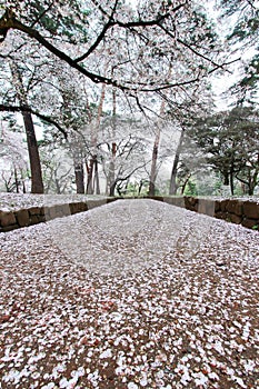 Cherry trees at Omiya Park,Saitama,Japan in spring.With sakurafubuki and cherry blossom petals on the ground.