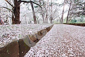 Cherry trees at Omiya Park,Saitama,Japan in spring.With sakurafubuki and cherry blossom petals on the ground.