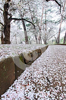 Cherry trees at Omiya Park,Saitama,Japan in spring.With sakurafubuki and cherry blossom petals on the ground.