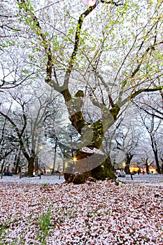 Cherry trees at Omiya Park,Saitama,Japan in spring.With sakurafubuki and cherry blossom petals on the ground.