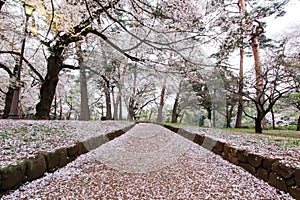 Cherry trees at Omiya Park,Saitama,Japan in spring.With sakurafubuki and cherry blossom petals on the ground.