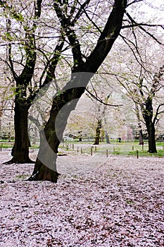 Cherry trees at Omiya Park,Saitama,Japan in spring.With sakurafubuki and cherry blossom petals on the ground.