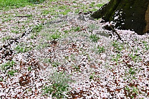 Třešeň stromy na, japonsko na jaře. a třešeň květ lístků na země 