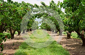 Cherry trees in orchard