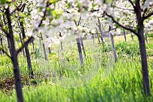 Cherry trees orchard spring season