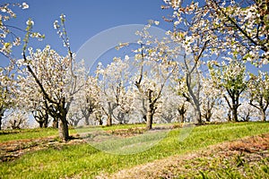 Cherry Trees