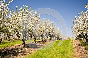 Cherry Trees photo