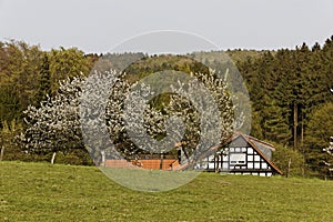 Cherry trees in spring, Hagen, Lower Saxony, Germany