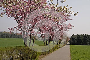 Cherry trees in spring, Lower Saxony, Germany
