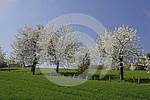 Cherry trees in spring, Lower Saxony, Germany